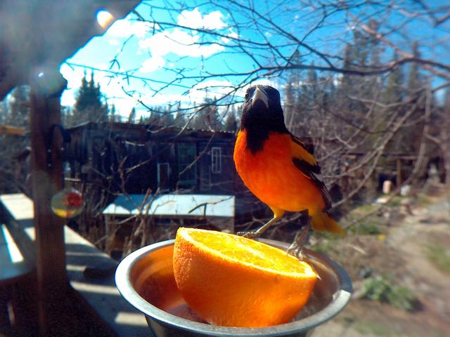 Orioles, Baltimore (FIRST Sighted)