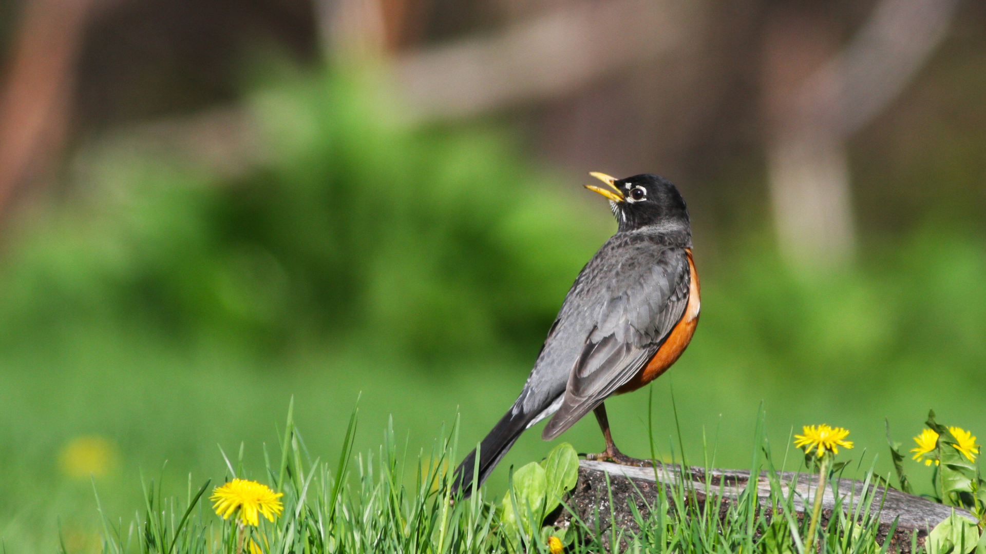 Robin, American (FIRST Heard Singing) 