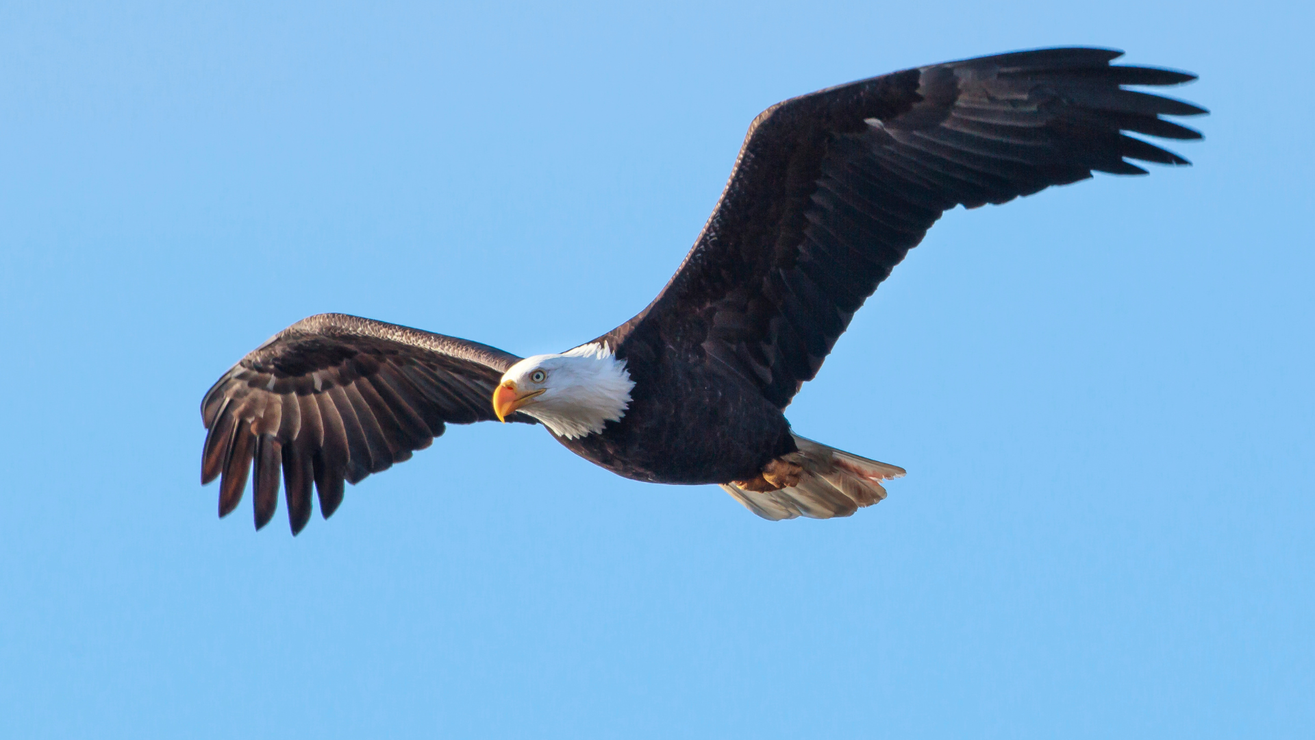 Eagle, Bald (FIRST Sighted)