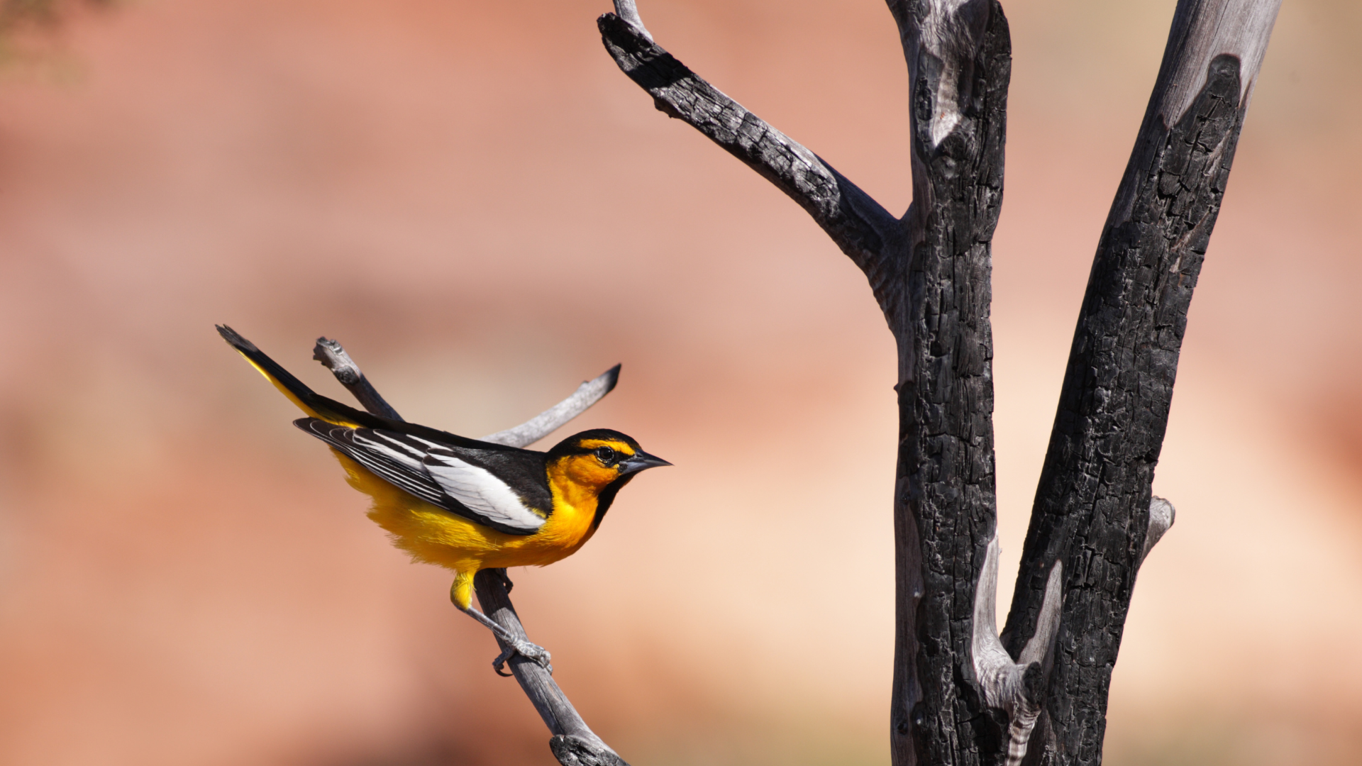 Orioles, Bullocks (FIRST Sighted) 