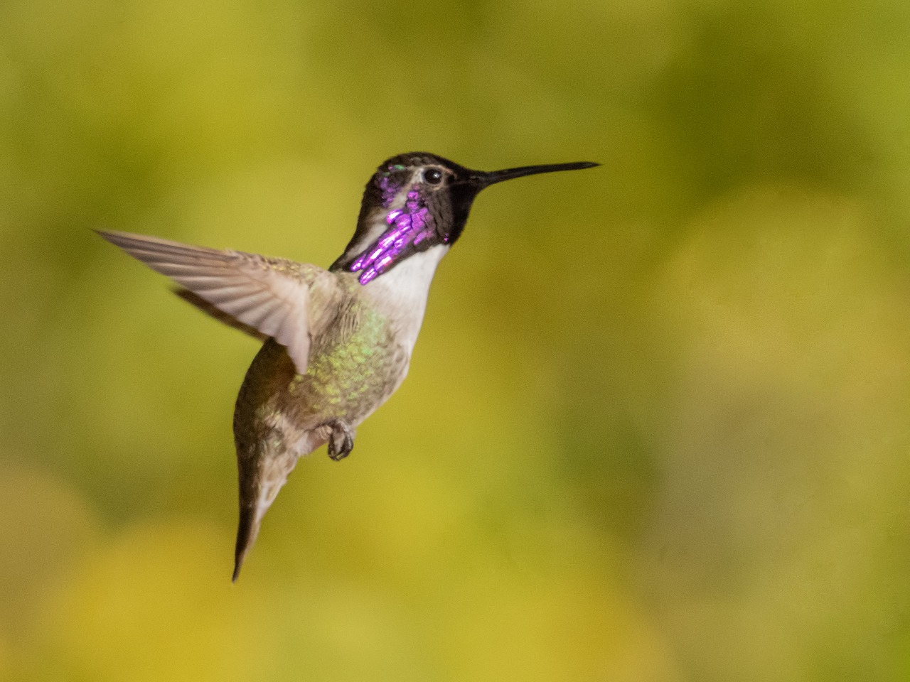 Hummingbird, Costa's (FIRST Sighted)