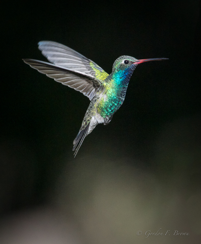 Hummingbird, Broad-tailed (FIRST Sighted)