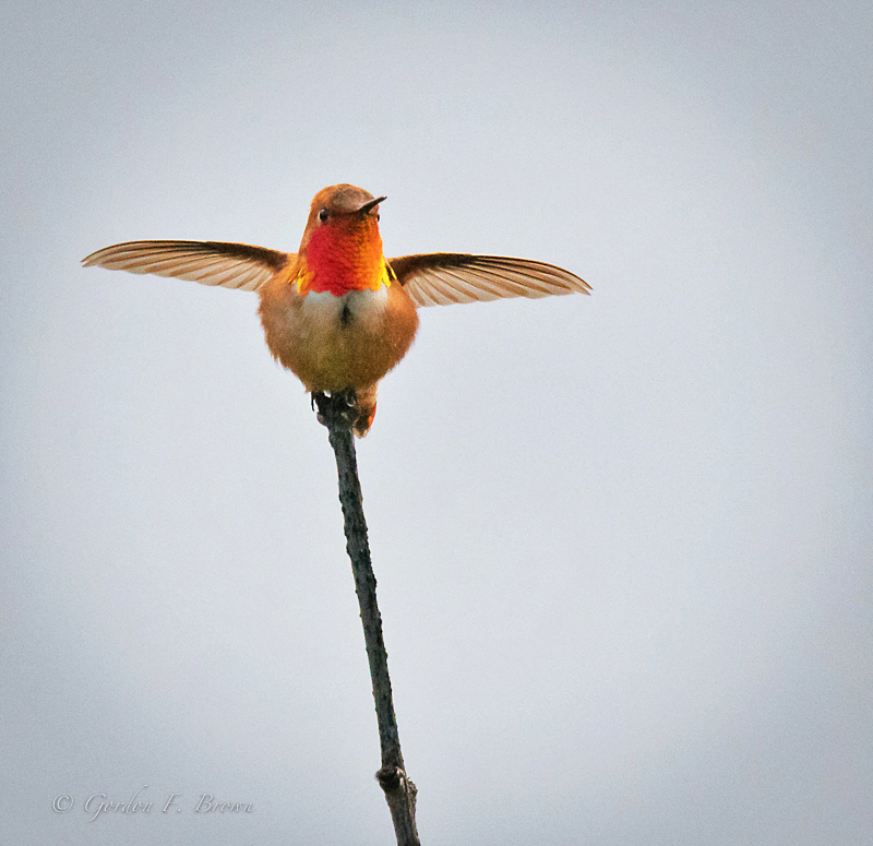Hummingbird, Rufous (FIRST Sighted)