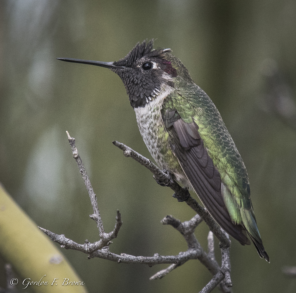 Hummingbird, Anna's (FIRST Sighted)