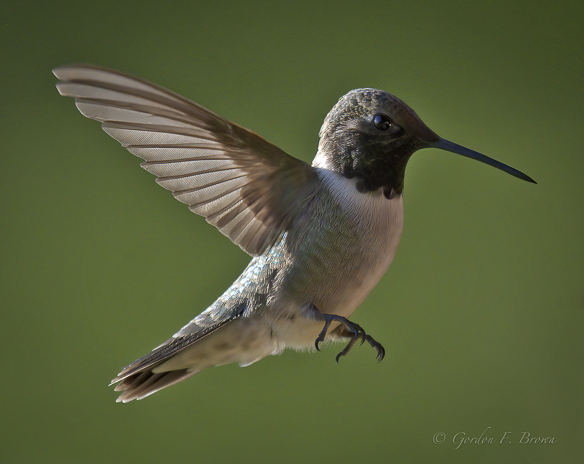 Hummingbird, Black-chinned (FIRST Sighted)