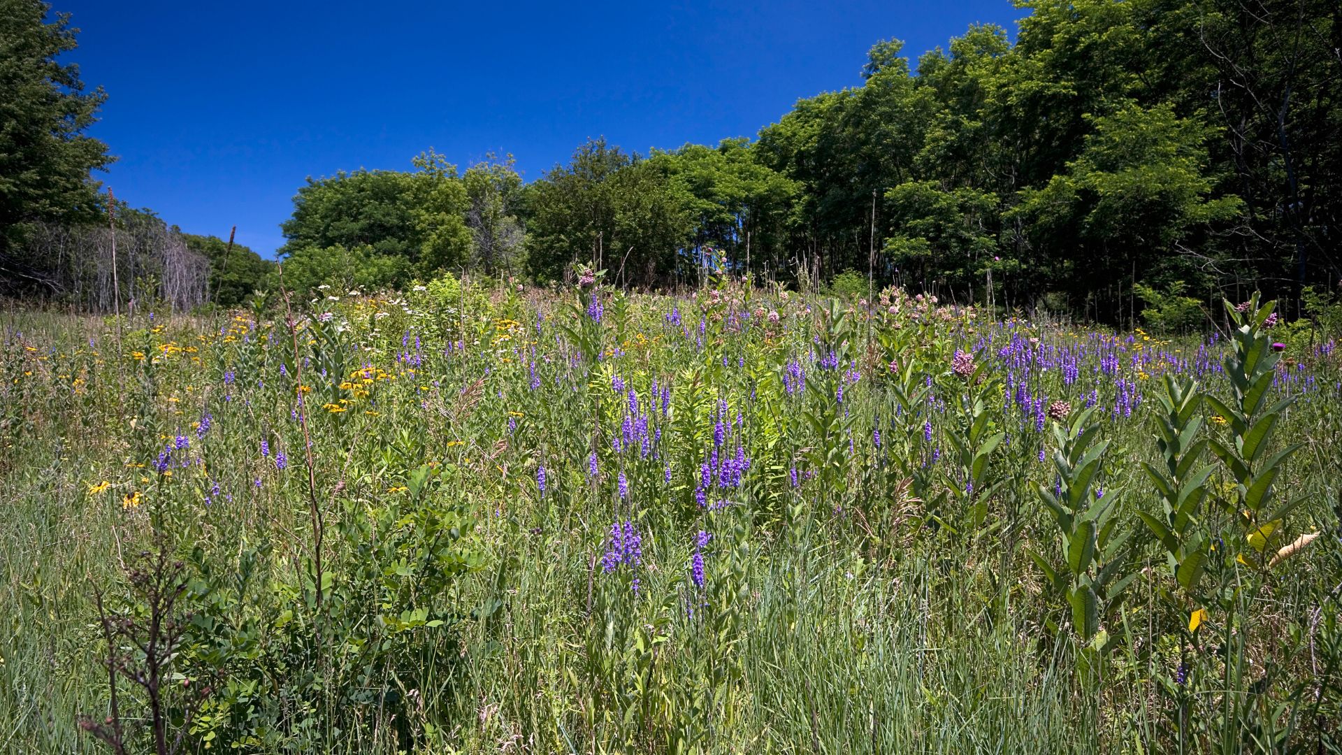 Habitat