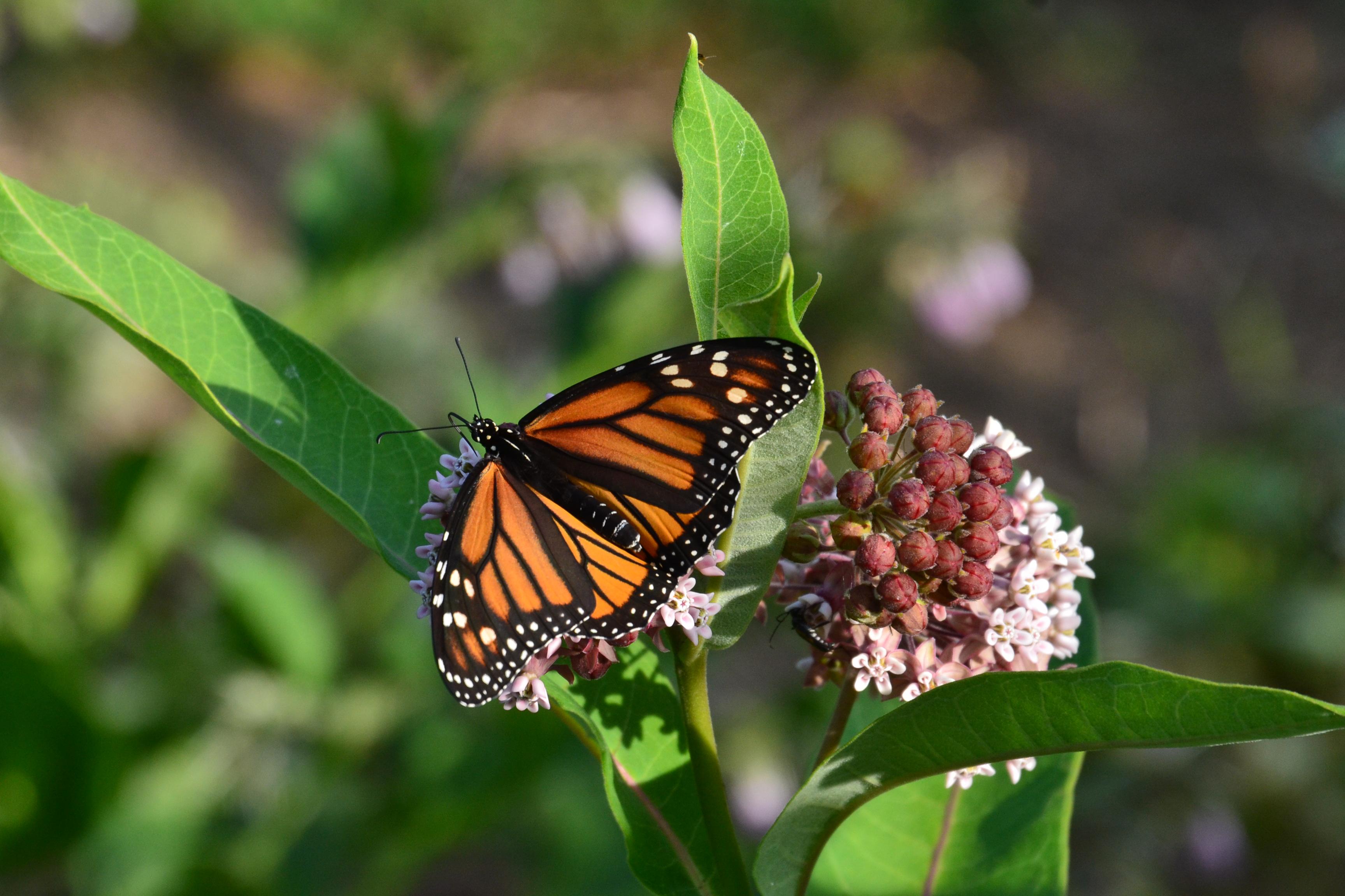 Monarch Adult Sighted