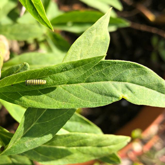 Monarch Larva Sighted