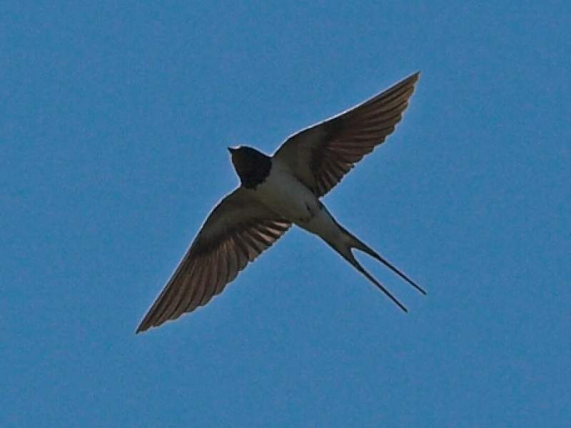 Swallow, Barn (FIRST Sighted)