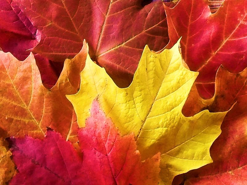 Sign of Fall