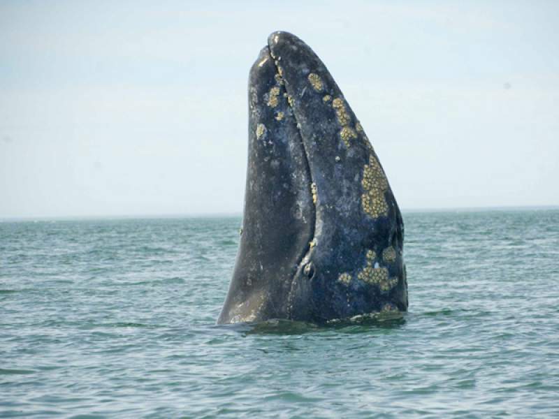 Gray Whale