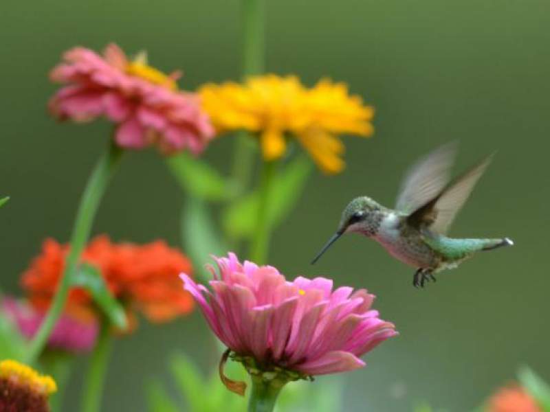 Hummingbird, Nectaring from Flowers